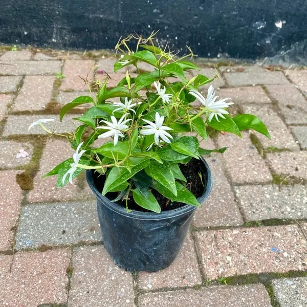 Angel_Wing_Jasmine_?_Creepers_&_Climbers_1.5-3.5_Ft_Hybrid_Plant