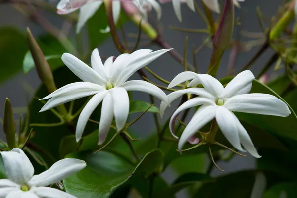 Angel_Wing_Jasmine_?_Creepers_&_Climbers_1.5-3.5_Ft_Hybrid_Plant
