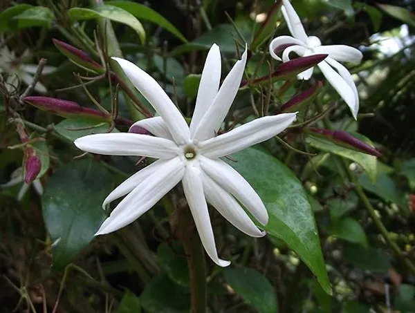 Angel_Wing_Jasmine_?_Creepers_&_Climbers_1.5-3.5_Ft_Hybrid_Plant