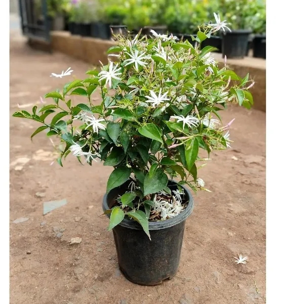 Angel_Wing_Jasmine_?_Creepers_&_Climbers_1.5-3.5_Ft_Hybrid_Plant