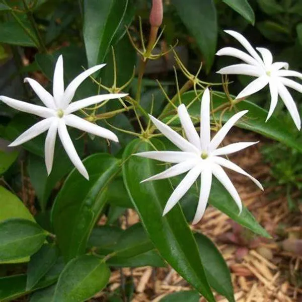 Angel_Wing_Jasmine_?_Creepers_&_Climbers_1.5-3.5_Ft_Hybrid_Plant