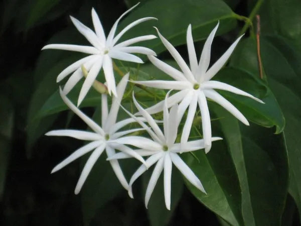 Angel_Wing_Jasmine_?_Creepers_&_Climbers_1.5-3.5_Ft_Hybrid_Plant