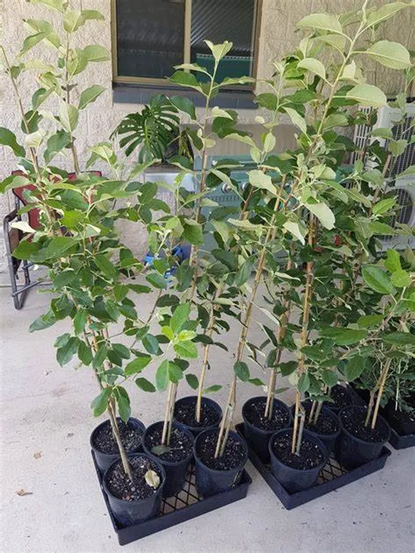 Anna_(Grafted)_Sweet_Apple_Plant_(Pack_Of_1)