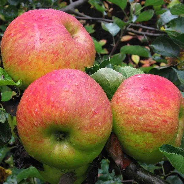 Anna_(Grafted)_Sweet_Apple_Plant_(Pack_Of_1)