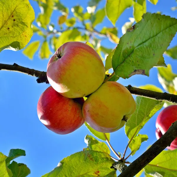 Anna_(Grafted)_Sweet_Apple_Plant_(Pack_Of_1)
