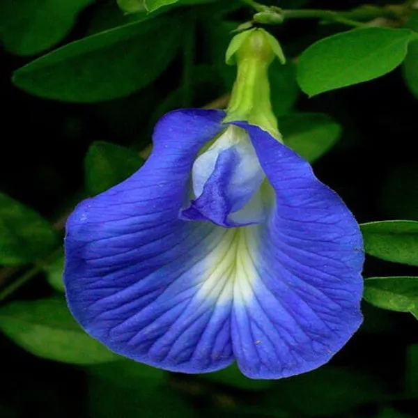 Aparajita_Blue_Flowering_Plant_(1.5-2_Feet_Height_Pack_Of_1)