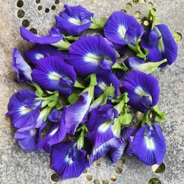 Aparajita_Blue_Flowering_Plant_(1.5-2_Feet_Height_Pack_Of_1)