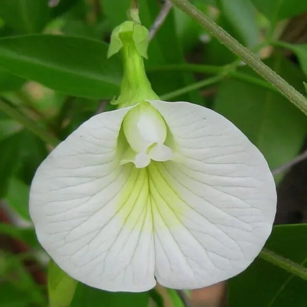 White_Aparajita__Flowering_Plant