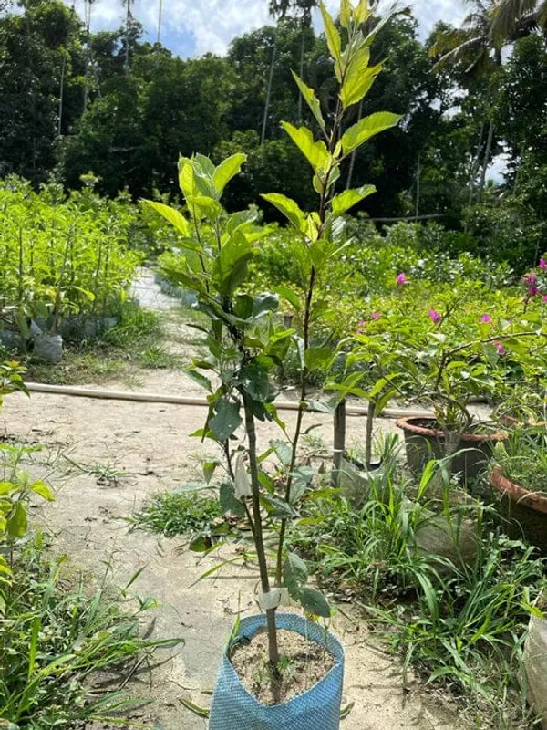 Green_Apple_Plant_Grafting_(Anna)_|_Pack_Of_1