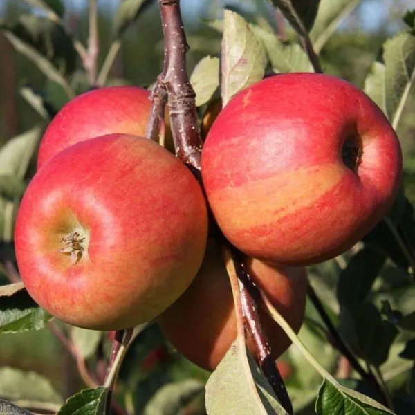 Green_Apple_Plant_Grafting_(Anna)_|_Pack_Of_1