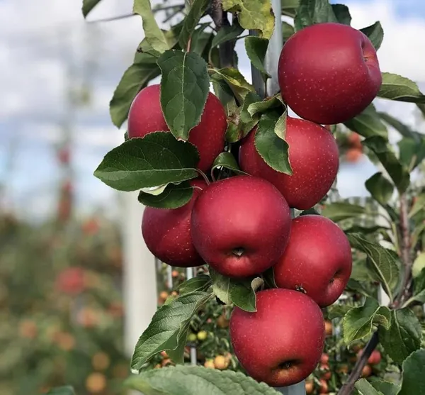 Green_Apple_Plant_Grafting_(Anna)_|_Pack_Of_1