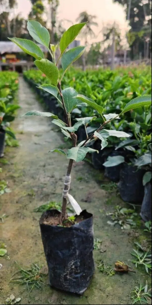 Apple_Plant_Hr_99_Grafted_Plant_Hot_Climate