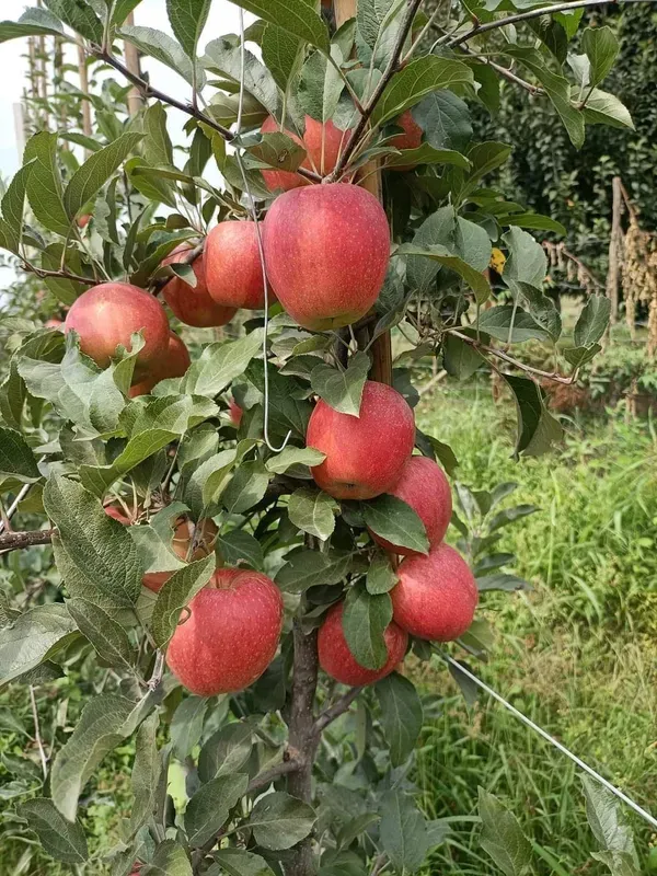 Apple_Plant_Hr_99_Grafted_Plant_Hot_Climate