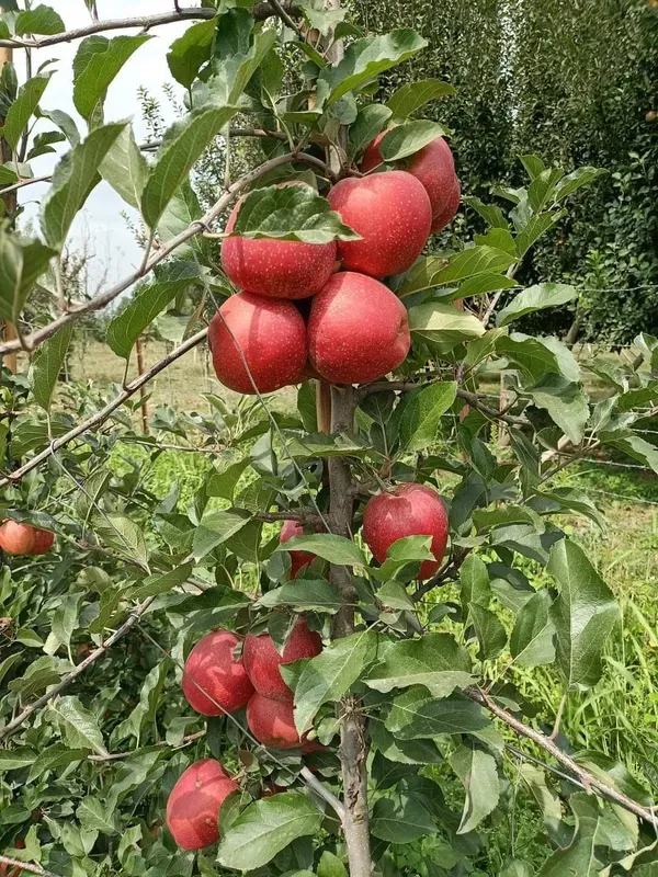 Apple_Plant_Hr_-_99_Grafted_Plant_Hot_Climate
