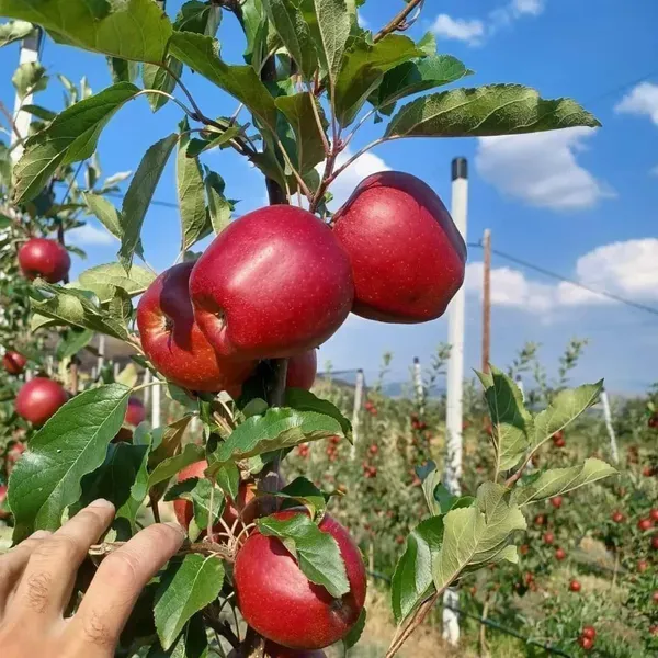 Apple_Plant_Hr_99_Grafted_Plant_Hot_Climate