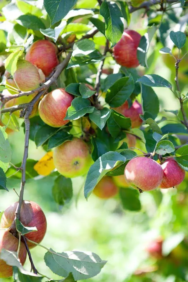 Apple_Plant__Original_HRMN_99_|_Grafted_Plant_(Pack_Of_1)