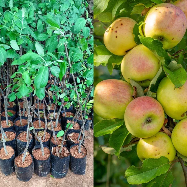 Apple_Plant__Original_HRMN_99_|_Grafted_Plant_(Pack_Of_1)