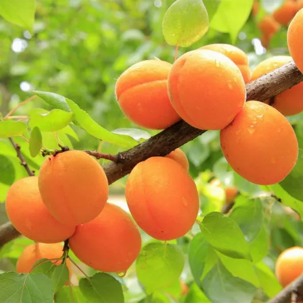 Apricot_Fruit_Plant__(Pack_Of_1)