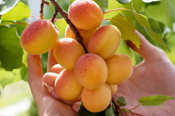 Apricot_Fruit_Plant_(Hybrid,_Pack_Of_1)