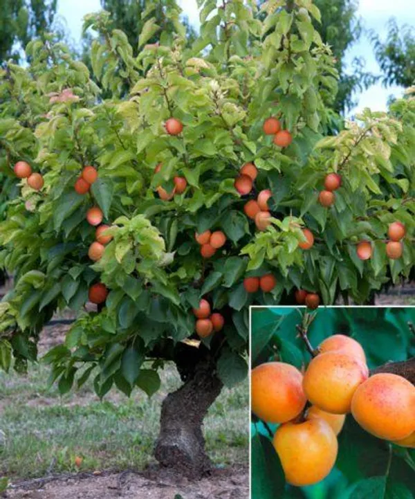 Apricot_Fruit_Plant_(Hybrid,_Pack_Of_1)