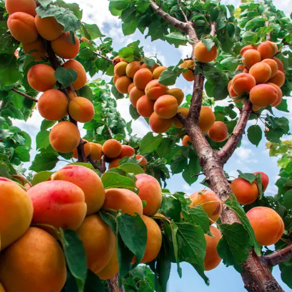 Apricot_Fruit_Plant_(Hybrid,_Pack_Of_1)