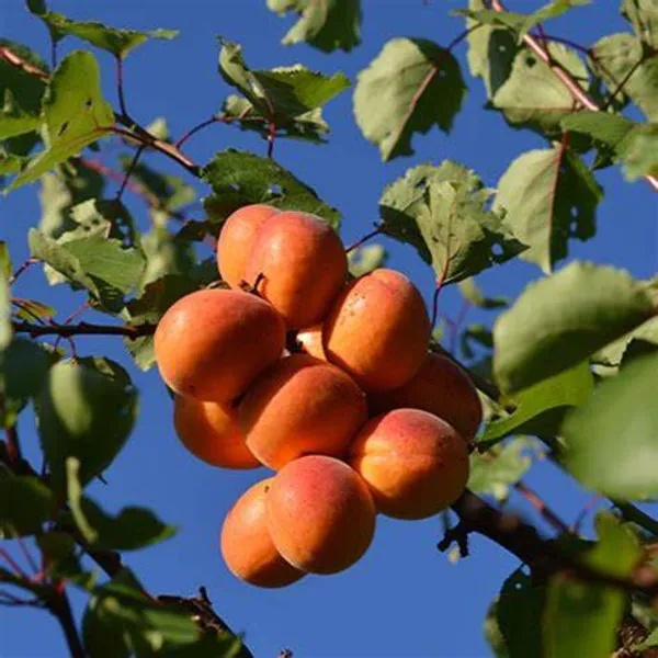 Apricot_Fruit_Plant_(Hybrid,_Pack_Of_1)