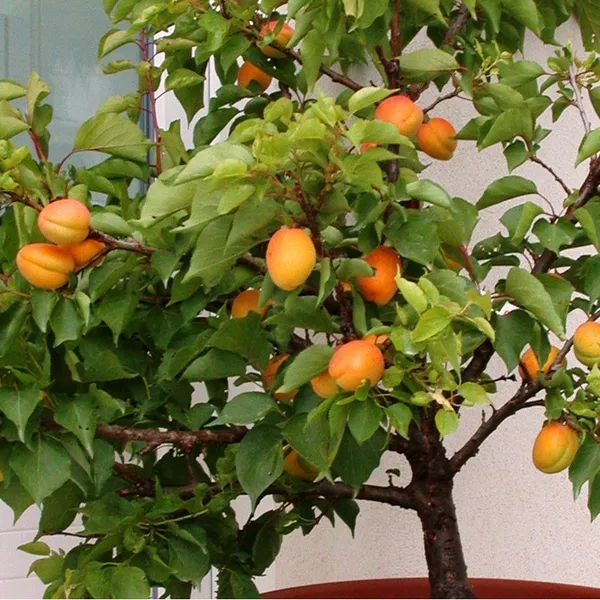 Apricot_Fruit_Plant_(Hybrid,_Pack_Of_1)