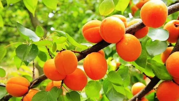Apricot_Plant_Grafted_Hybrid_Plant_Tropical_Apricot_Live_Plant__In_Poly_Bag_Verified_Quality