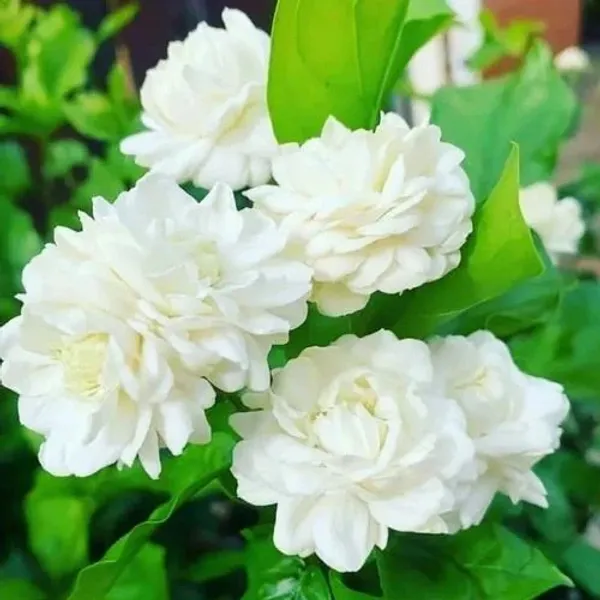 Arabian_Jasmine_Hybrid_Flower_Plant