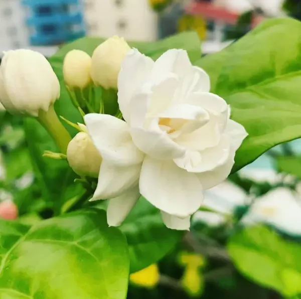 Arabian_Jasmine_Hybrid_Flower_Plant