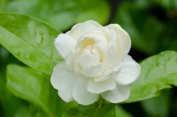 Arabian_Jasmine_Hybrid_Flower_Plant