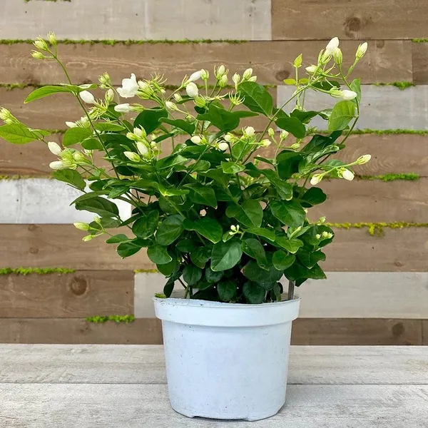 Arabian_Jasmine_Hybrid_Flower_Plant