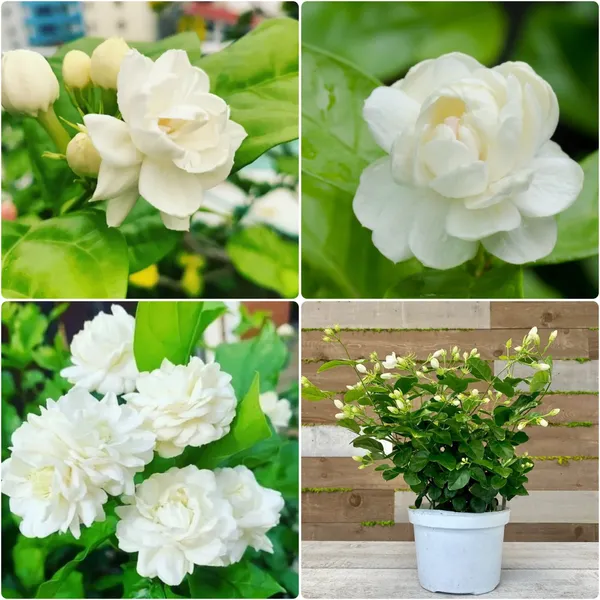 Arabian_Jasmine_Hybrid_Flower_Plant