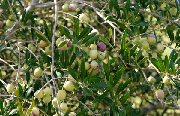 Arabic_Olive/Jolpai_Tree__Plant_(1_Healthy_Plant)