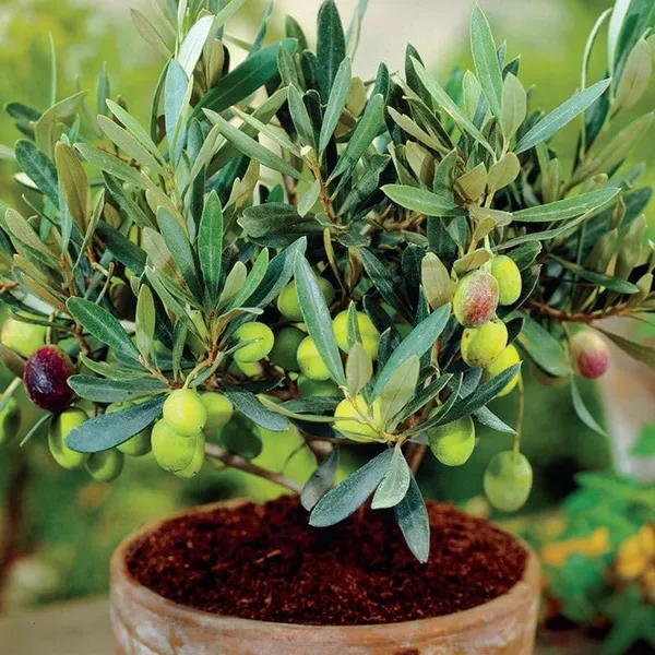 Arabic_Olive/Jolpai_Tree__Plant_(1_Healthy_Plant)