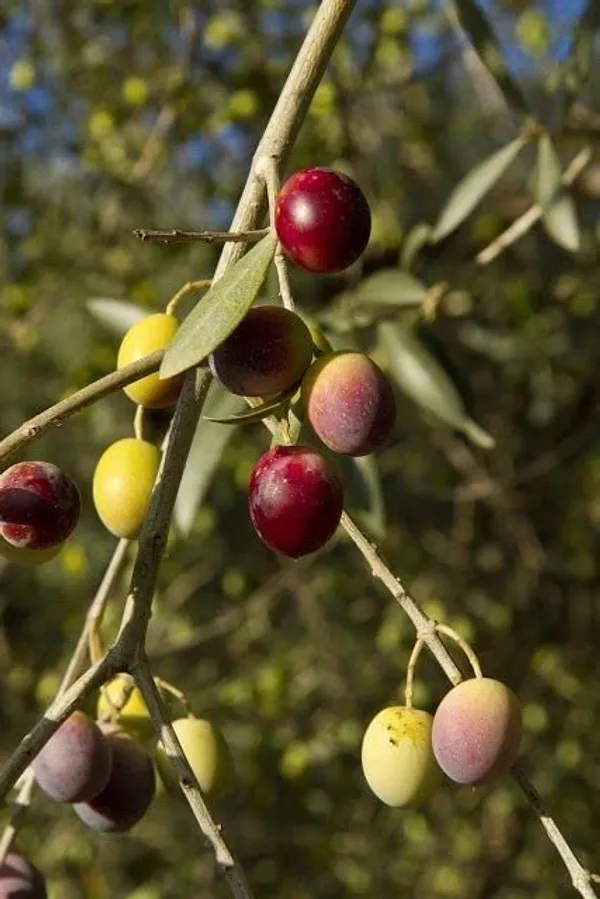 Arabic_Olive/Jolpai_Tree__Plant_(1_Healthy_Plant)