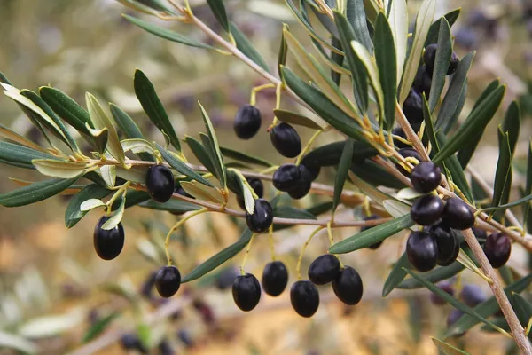 Arabic_Olive/Jolpai_Tree__Plant_(1_Healthy_Plant)