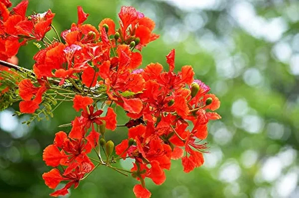 Krishnachura_Dwarf_Flower_Plant
