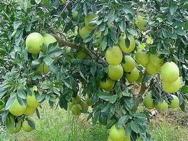 Assembly_Jambura_Pomelo_Gaint_Chakotra_Batabi_Lebu_Kambili_Naranga_Fruit_Air_Layering|Grafted_ive_Plants_&_Tree