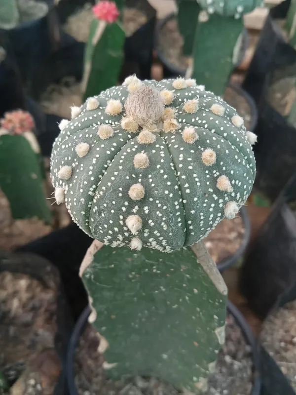 Astrophytum_asterias_grafted_cactus