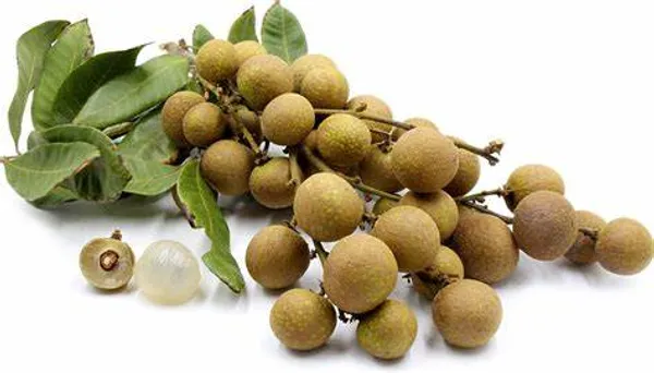 Australian_Hybrid_&_Healthy_Longon_Fruit_Plant_For_Home_Garden_(Pack_Of_1)