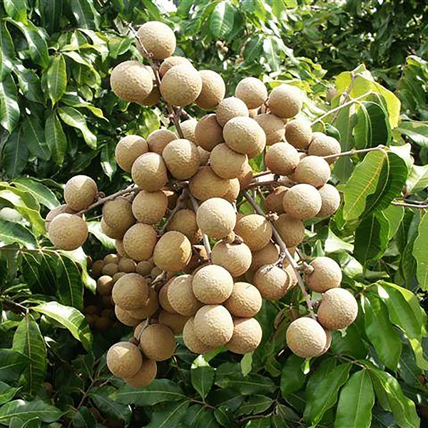 Australian_Hybrid_&_Healthy_Longon_Fruit_Plant_For_Home_Garden_(Pack_Of_1)
