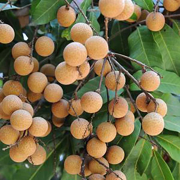Australian_Hybrid_&_Healthy_Longon_Fruit_Plant_For_Home_Garden_(Pack_Of_1)