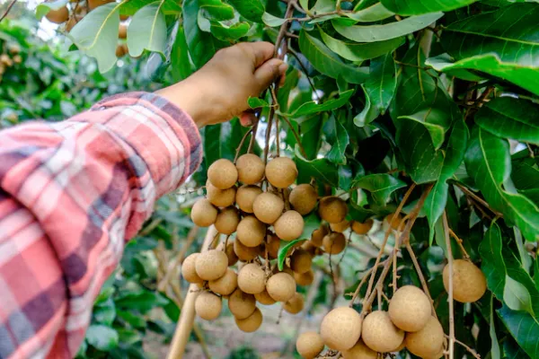 Australian_Hybrid_&_Healthy_Longon_Fruit_Plant_For_Home_Garden_(Pack_Of_1)