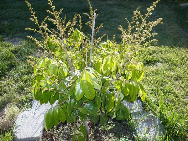 Australian_Hybrid_&_Healthy_Longon_Fruit_Plant_For_Home_Garden_(Pack_Of_1)