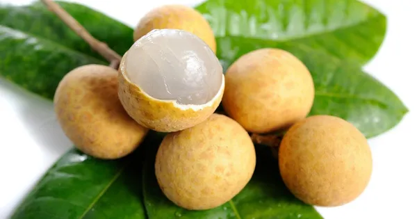 Australian_Hybrid_&_Healthy_Longon_Fruit_Plant_For_Home_Garden_(Pack_Of_1)