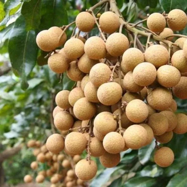 Australian_Hybrid_&_Healthy_Longon_Fruit_Plant_For_Home_Garden_(Pack_Of_1)