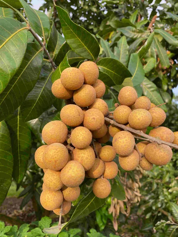 Australian_Hybrid_&_Healthy_Longon_Fruit_Plant_For_Home_Garden_(Pack_Of_1)