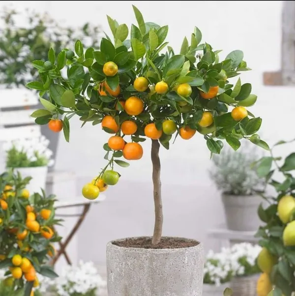 Australian_Mandarin_Sweet_Orange_Grafted_Fruit_Plant