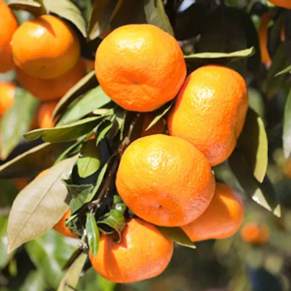 Australian_Cara_Cara_Orange_Grafted_Fruit_Plant